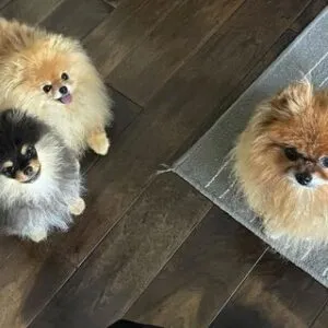 Lisa Nguyen's puppies 3