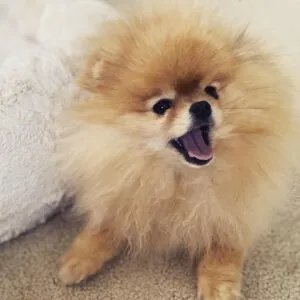 Lisa Nguyen's puppies home