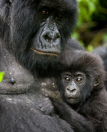 GORILLA-VIRUNGA PARK.jpg