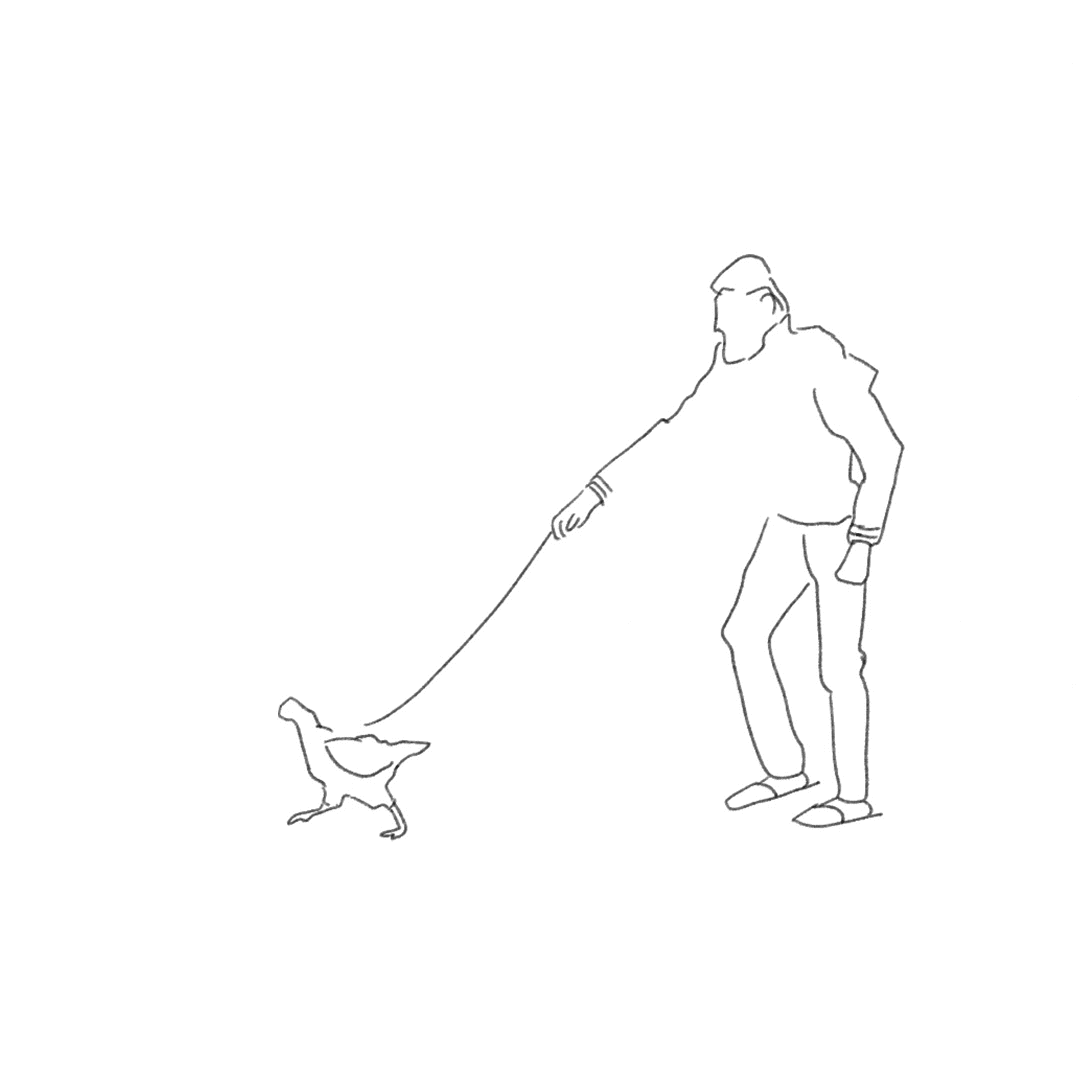 paseando a la gallina