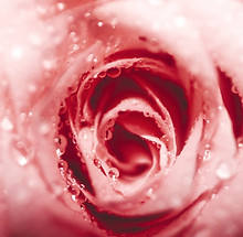 close-up-pink-rose_edited.jpg