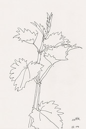 nettle blog.jpeg