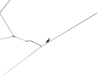A lone crow perched on electric wires, framed by intersecting diagonal lines and open space. In the heart of the city, it becomes a subtle symbol of solitude, carrying a sense of stillness, balance, and quiet presence.