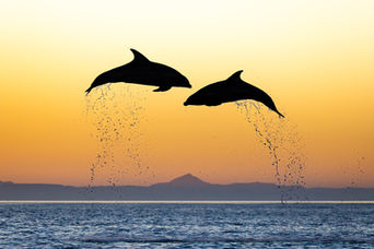 Bottlenose dolphins jumping in the Gulf of California in Baja California, Mexico.