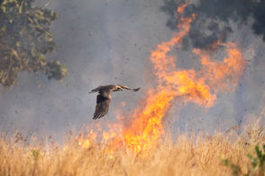 A black kite hunts grasshoppers by a bushfire in Northern Australia.