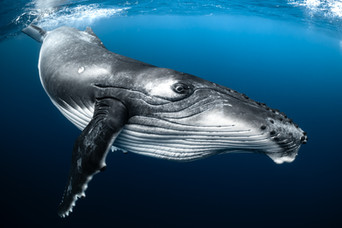 In the winter, the Polynesian islands are full of migrating humpback whales, coming to breed and raise their babies. This young female definitely didn’t know the meaning of personal space. She kept doing circles around me until mom decided it was time to go.