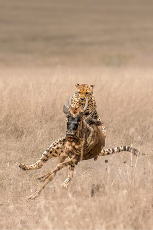 The cheetah was hungry, searching for the perfect moment to target its prey. The moment came when it saw few wildebeest to its close proximity. The cheetah started sprinting towards a wildebeest and hunt it down with its power, speed and tremendous grip over its prey. Clicked at Masai Mara, Kenya.