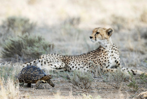 Leopard Tortoise (Stigmochelys pardalis). Frightened and quickly rushing past a resting female cheetah (Acinonyx jubatus) which does not show any interest at all in the little chelonian. Kalahari Desert, Kgalagadi Transfrontier Park, South Africa.
