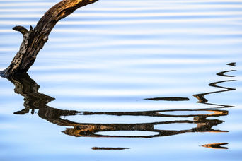 The blurred shadows of a dead branch on the shore of a lake. 