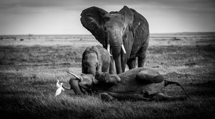 An elephant family frolics in play in the late afternoon.