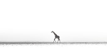 A lone giraffe walks across the expanse of a dry lake bed, dwarfed by an immense white sky and a distant horizon. The minimalist composition and high-key style reduce the landscape to light, texture, and form, drawing attention to the animal’s graceful silhouette and stride.  