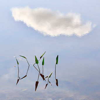 A minimalist reflection captures the dance of eight leaves in Musquash Pond, Maine’s North Woods.