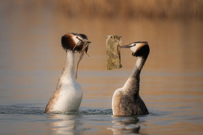 During the courtship period the Great crested grebes usually exchange gifts, generally seaweed. This photo shows a grebe donating a piece of plastic mistaken for succulent seaweed. By now plastic is everywhere: in the oceans, in the seas, in the lakes, in the rivers...