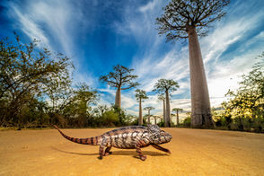 This was taken on my last night in Morondava in Madagascar. As I was looking for a spot to photograph sunset in Madagascar's famous Baobab alley my guide spotted this amazing chameleon crossing the road.