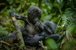 In the heart of Bwindi’s impenetrable Forest, an encounter with the mysterious mountain
gorillas awaits. This image captures their essence, as their piercing gazes evoke a sense of
connection and awe. In the tender moments of familial bonds and the wisdom etched in their
eyes.