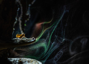 During monsoon i saw this phenomena inside the forest,i saw this bracket fungi sporulating and when i was going to captured the moment suddenly this yellow leaf moth came and sat over the bracket fungi and i captured the image.