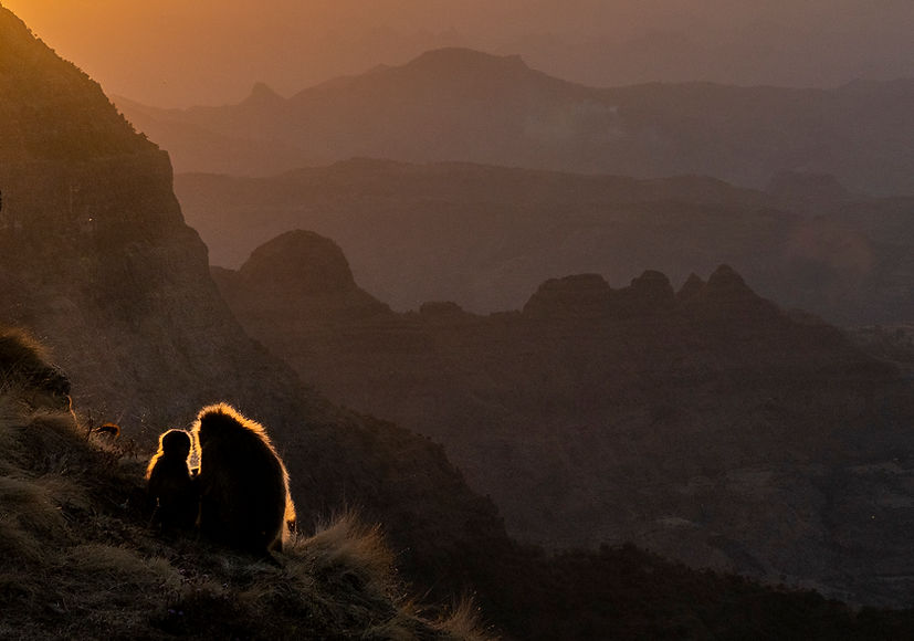 Sunset with Geladas_Gelada monkeys huddle against the chill of evening in norther