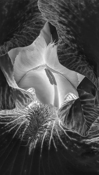 Highlighting a flowers' inner beauty.