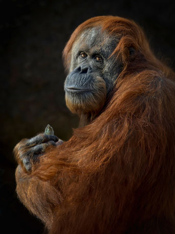 This orangutan was photographed at the ABQ BioPark in Albuquerque. She did not like me looking her, but every now and then, she would look directly at me to see if I was still watching. That was when I was able to get this shot.