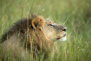 Male Lion in Botswana