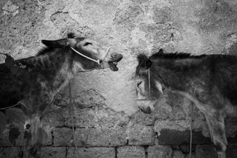 PALIO DELLA TONNA
Il Palio della Tonna è l’evento più tradizionale e caratteristico della cittadina di Civita di Bagnoregio. Il palio si svolge due volte l’anno, la prima domenica di Giugno (in onore della festività della Madonna Liberatrice) e la seconda domenica di Settembre.
