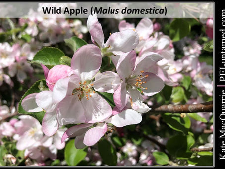 Wild Apple