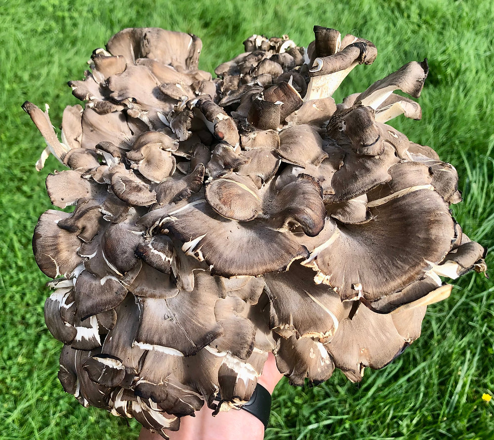 Hen of the Woods - PEI Untamed