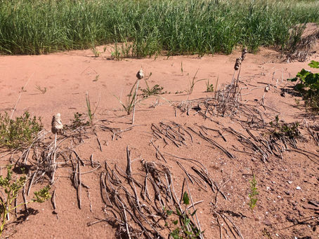 Post-Fiona: Wetland to Sand Dune