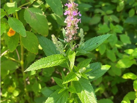 Canada Germander