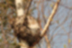 Photo 2: A burl on White BIrch. Photo by Michael G LeClair, used with permission.