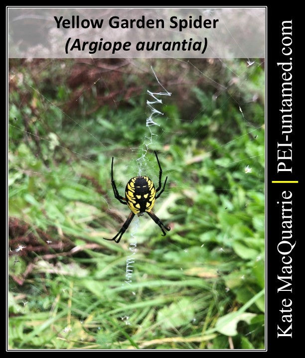 Yellow Garden Spider