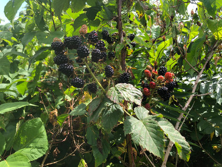 Wild Blackberries
