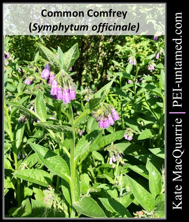 Common Comfrey
