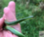 Photo 3: An Eastern Smooth Green Snake on PEI.