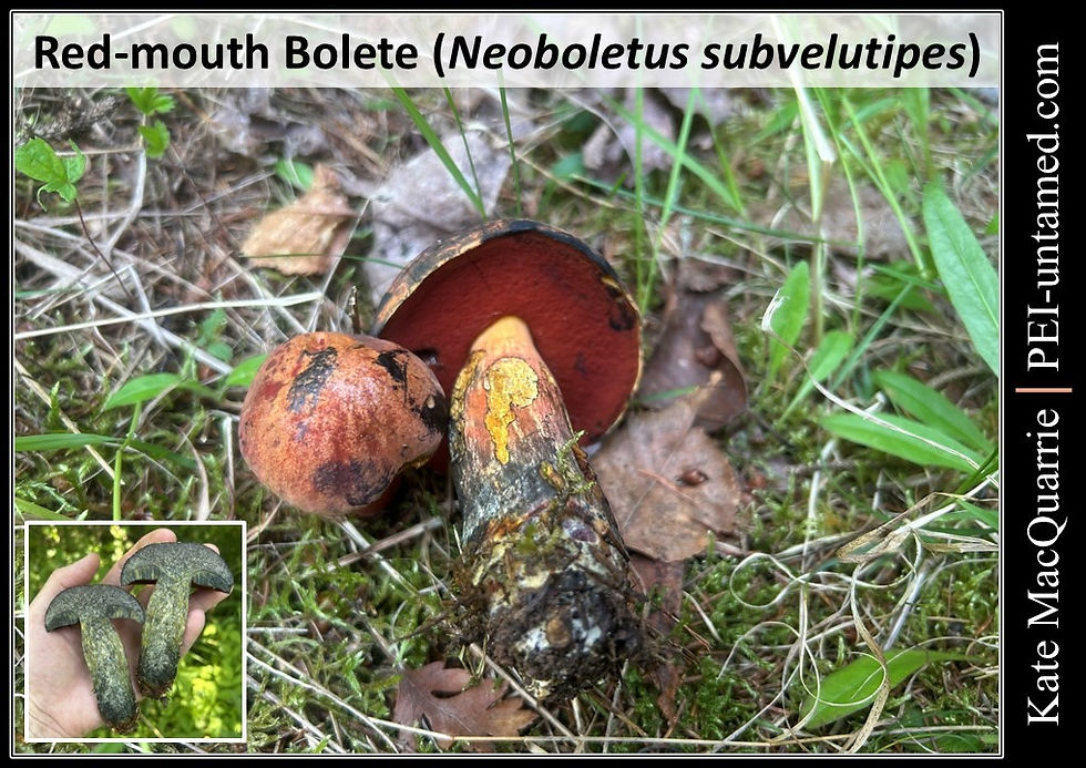 Red-mouth Bolete
