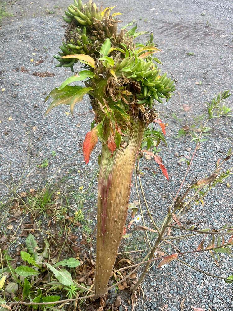 Fasciation Rhs Fasciation
