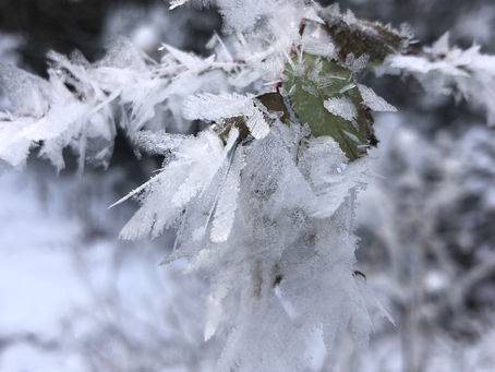 Hoar Frost