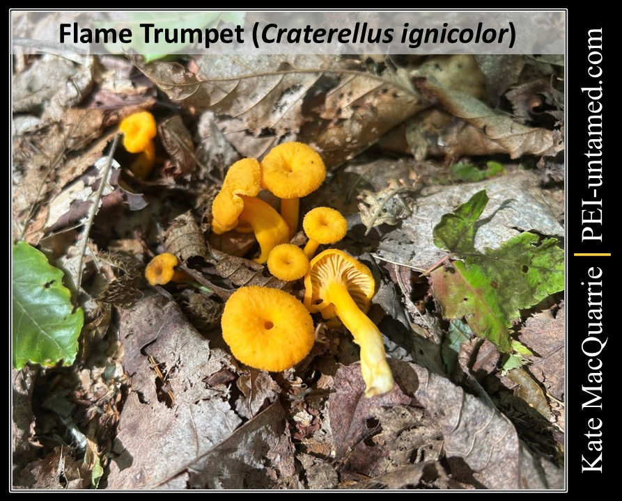 Flame Trumpet