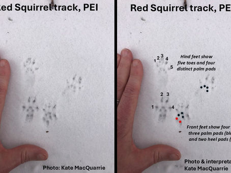 Recognizing Red Squirrel Tracks