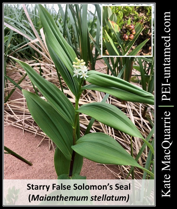 Starry False Solomon's Seal