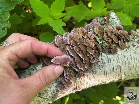 Violet-toothed Polypores