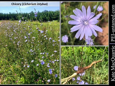 Chicory