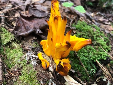 Coral Fungi