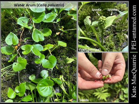 Water Arum