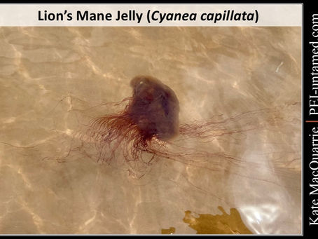 Jellyfish