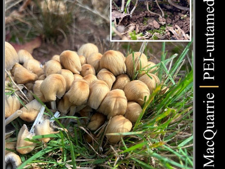 Mica Caps