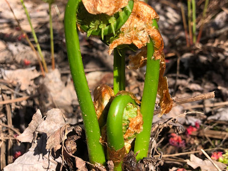 Early Spring Greens: Fantastic Fiddleheads
