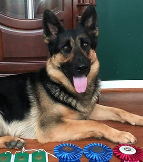 AKC BN Title 26 May 19 - Missy 1.jpg