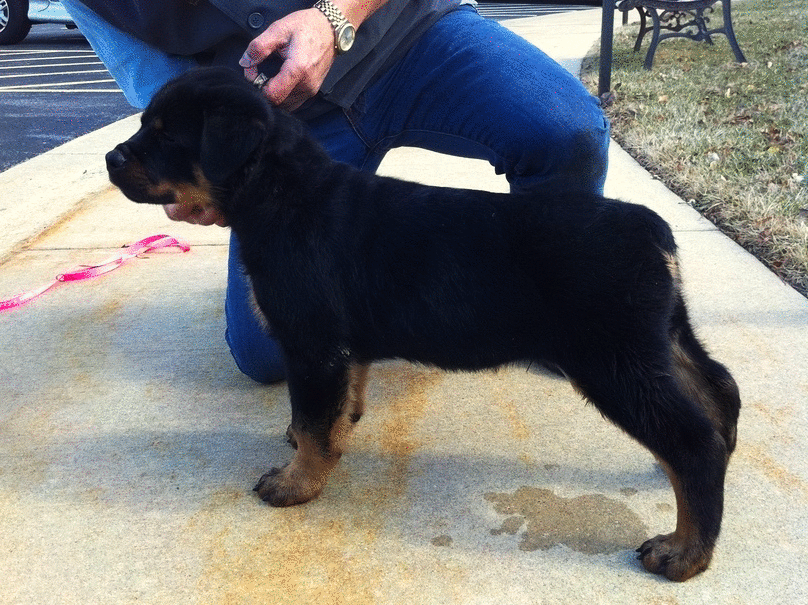 Rottweiler Puppies for Sale