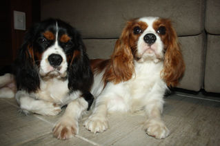 Cavalier King Charles Spaniel